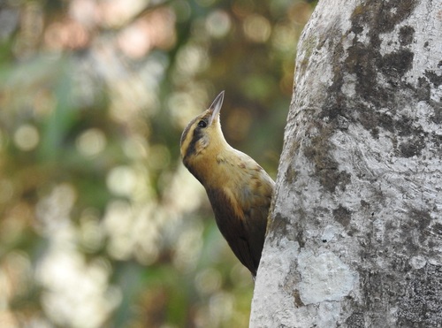 Ochre-breasted Foliage-gleaner (Anabacerthia lichtensteini), photo 2