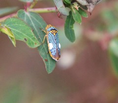 Oncometopia nigricans