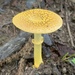 Asian Yellow Dust Amanita - Photo (c) Masaki Hamaguchi, some rights reserved (CC BY-NC), uploaded by Masaki Hamaguchi