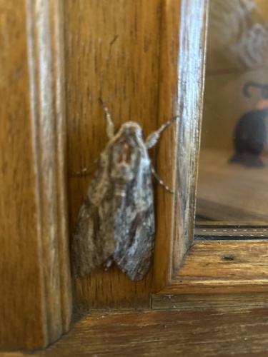 Agrius convolvuli