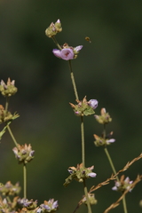 Malacothamnus densiflorus