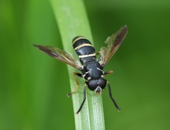 Temnostoma bombylans