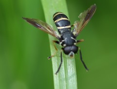 Temnostoma bombylans