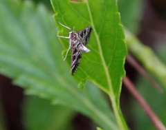 Epipagis forsythae