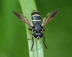 Temnostoma bombylans