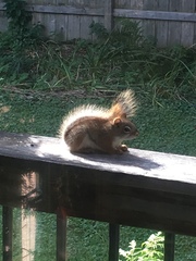Tamiasciurus hudsonicus