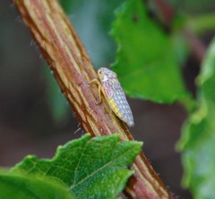 Oncometopia nigricans