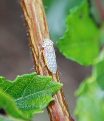 Oncometopia nigricans