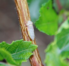 Oncometopia nigricans