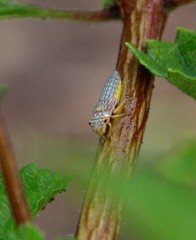Oncometopia nigricans