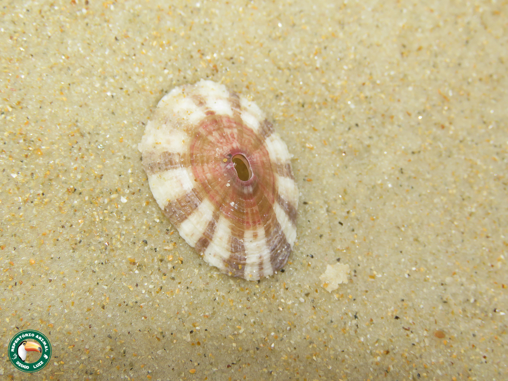 Fissurella itapema
