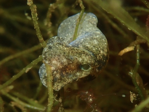 Japanese Bubble Snail, Veerse Meer, Zeeland, NL, photo 7 of 10