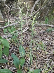 Habenaria arenaria