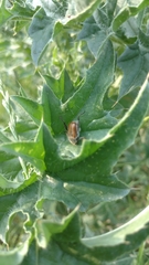 Chaetopteroplia segetum