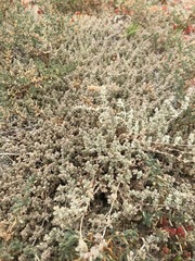 Atriplex watsonii