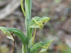 Habenaria arenaria