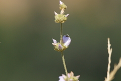 Malacothamnus densiflorus