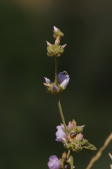 Malacothamnus densiflorus