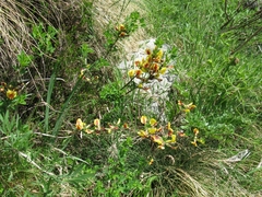 Chamaecytisus hirsutus