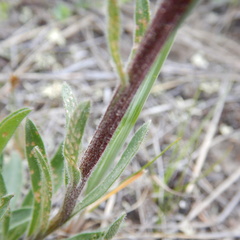 Aster alpinus vierhapperi