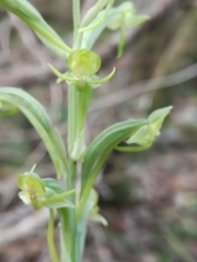 Habenaria arenaria