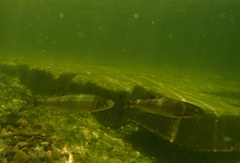 Semotilus corporalis