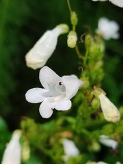 Penstemon multiflorus
