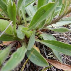 Aster alpinus vierhapperi