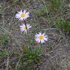 Aster alpinus vierhapperi