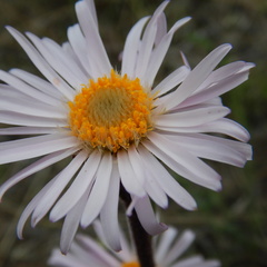 Aster alpinus vierhapperi
