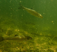 Semotilus corporalis