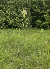 Turritis glabra