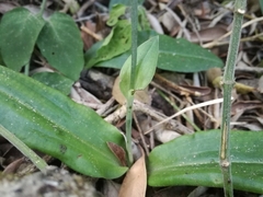 Habenaria arenaria
