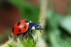 Scarce Seven-spotted Ladybird Beetle - Photo (c) Gilles San Martin, some rights reserved (CC BY-SA)