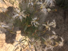 Dianthus arenarius