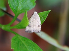 Micrathetis