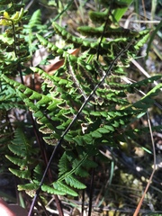 Pentagramma triangularis subsp. triangularis image