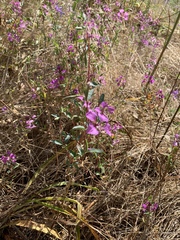 Clarkia unguiculata