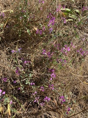 Clarkia unguiculata