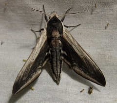 Sphinx drupiferarum