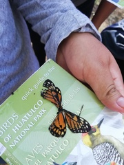 Baronia brevicornis brevicornis