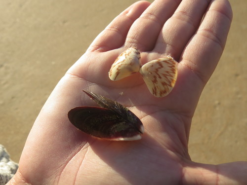 Tivela zonaria