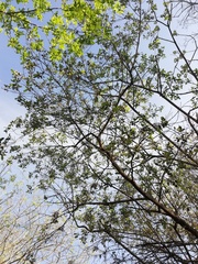 Bursera silviae