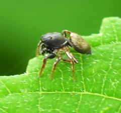 Heliophanus auratus