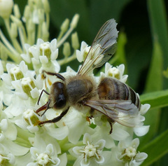 Apis mellifera