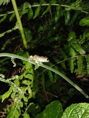 Hispaniolan Montane Frog photo 3