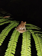 Hispaniolan Montane Frog photo 4