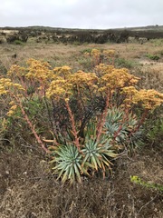 Dudleya virens insularis