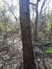 Dalbergia granadillo