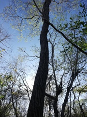 Dalbergia granadillo